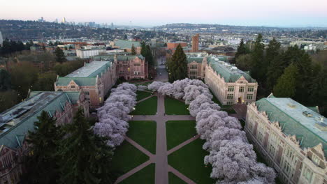 Vista-Aérea-De-Cerezos-En-Flor-En-La-Universidad-De-Washington,-Amanecer-De-Primavera