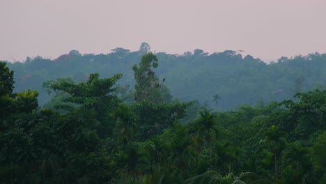 Black-Kite-Eagles-Perching-Over-Lush-Green-Trees-In-Tropical-Amazon-Rainforest