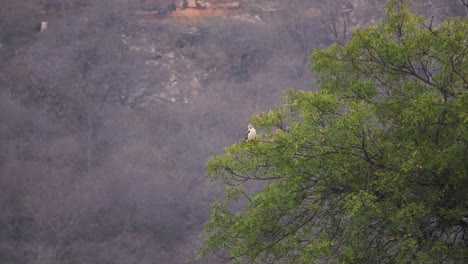 A-Black-winged-kite-or-diurnal-bird-or-Accipitridae-on-a-small-tree-branch-in-forest-of-Ghatigao-in-Madhya-Pradesh-India