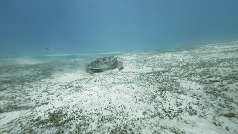 Grüne-Meeresschildkröte-Bewegt-Sich-Anmutig-über-Den-Boden-Des-Philippinischen-Ozeans