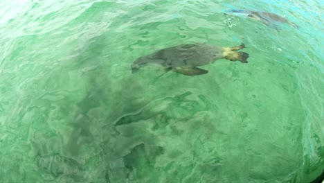 Cámara-Lenta-De-Dos-Leones-Marinos-Australianos-En-El-Agua