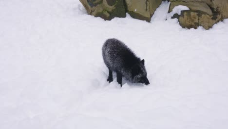 Schwarzer-Fuchs-Sucht-Im-Winter-Durch-Den-Schnee-4k