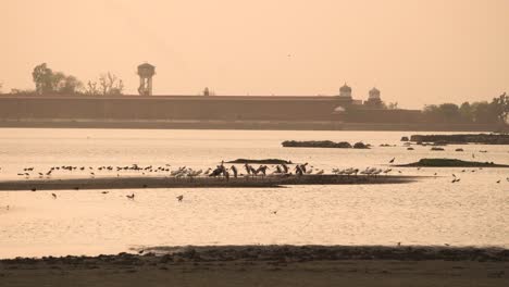 Herde-Bemalter-Störche-Mit-Graureihern-Und-Reiher-Zugvögeln-An-Einem-Historischen-Teich-Namens-Talab-E-Shahi-In-Bari-Dholpur-In-Rajasthan,-Indien-Während-Des-Sonnenuntergangs