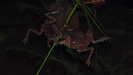 Toma-Cenital-De-Un-Par-De-Ranas-Relajándose-Al-Lado-De-Un-Estanque-Por-La-Noche