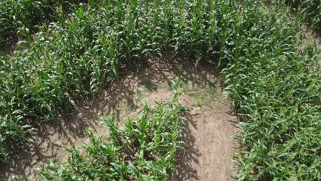 Aerial-shot-of-corn-field-with-rows