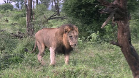 A-large-male-lion-walking-through-the-bushes-in-Kruger-national-park