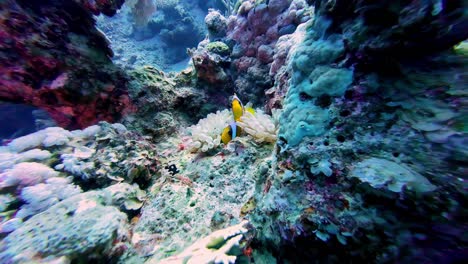 Anemonenfische-Unter-Wasser-In-Dahab,-Ägypten