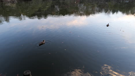 In-Den-Parks-Von-Tokio,-Japan,-Können-Sie-Viele-Enten-Finden,-Die-Im-Ruhigen-Wasser-Der-Teiche-Schwimmen