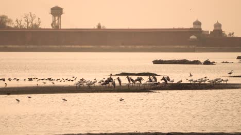 Bandada-De-Cigüeñas-Pintadas-Con-Garzas-Grises-Y-Aves-Migratorias-Garcetas-En-Un-Estanque-Patrimonial-Llamado-Talab-E-Shahi-En-Bari-Dholpur-De-Rajasthan-India-Durante-La-Puesta-De-Sol