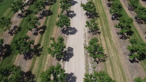 Drone-flies-over-apple-orchard-during-summer