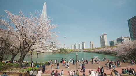 Seokchon-Lake-Park-Im-Frühling---Menschenmassen-Laufen-Herum-Und-Erfreuen-Sich-An-Blühenden-Rosa-Sakura-An-Einem-Sonnigen-Tag---Schwenkaufnahme