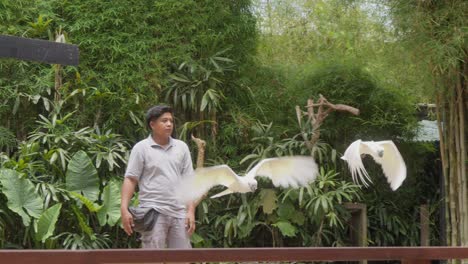Dos-Loros-Cacatúa-Blanca-Y-Un-Cuidador-Del-Zoológico-En-Un-Espectáculo-De-Aves-En-El-Zoológico-De-Bali,-Indonesia---Toma-En-Cámara-Media-Lenta