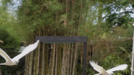 White-cockatoo-parrot-fly-away-from-A-Zookeeper-At-A-Bird-Show-In-Bali-Zoo,-Indonesia---slow-motion-Shot