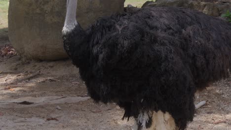 Close-up-of-motionless-Ostrich.-Handheld