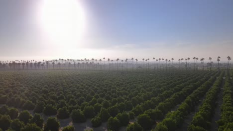 Drone-descends-to-orange-tree-orchard-in-Riverside,-California
