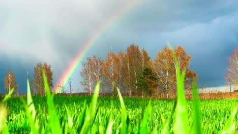 Rain-and-sun-at-the-same-time-with-bright-rainbow-above-forest,-grass-in-wind