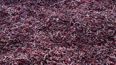 pov-shot-Red-chilies-are-seen-drying-in-the-field