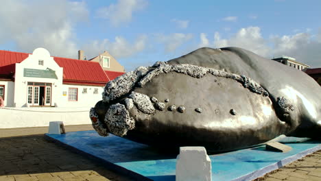 Kultige-Skulptur-Eines-Südkapers-Vor-Dem-Hermanus-Whale-Museum