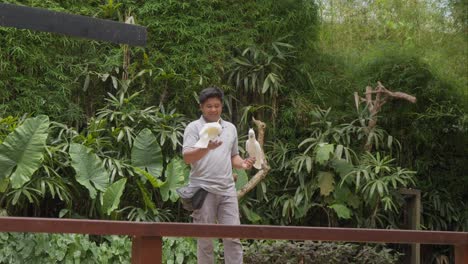 White-cockatoo-parrot-And-A-Zookeeper-At-A-Bird-Show-In-Bali-Zoo,-Indonesia---Medium-slow-motion-Shot