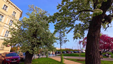 Eine-Ruhige-Szene-Eines-Spaziergangs-Im-Park-Zwischen-Kirschblüten-Und-Roten-Knospenbäumen