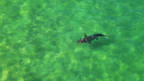 Un-Increíble-Video-De-Un-Dron-Volando-Sobre-Un-Tiburón-En-El-Océano-Atlántico