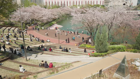 Gente-Disfrutando-De-La-Vista-De-Los-Cerezos-En-Flor-En-Primavera-En-El-Parque-Del-Lago-Seokchon,-Seúl,-Corea-Del-Sur