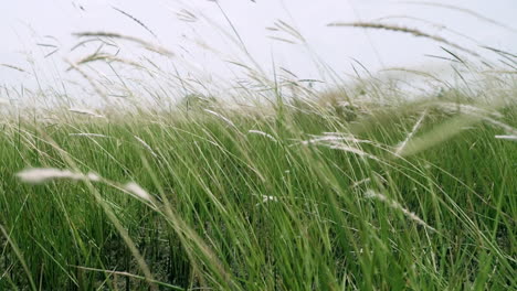 Wildes-Gras-Im-Wind-In-Zeitlupe