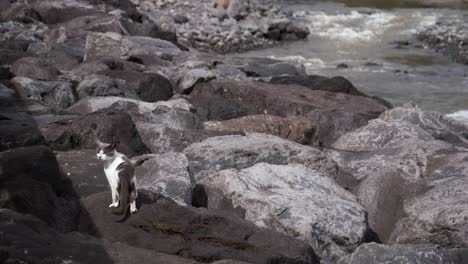 Gato-Callejero-Vigilante-Descansando-Sobre-El-Río-De-Rocas-En-La-Naturaleza