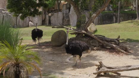 Two-ostriches-standing-in-an-enclosure-at-Bali-Zoo,-Indonesia