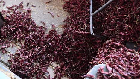 pov-shot-of-red-chilies-being-piled-to-one-side-by-a-man