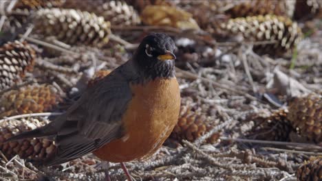 Red-breasted-Robin-closeup-on-forest-floor-among-pine-cones