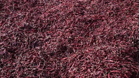 pov-shot-by-man-spreading-red-chili-stock-in-field