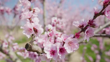 Close-up-shot-of-beautiful-peach-tree-flowers-blossom-on-a-sunny-spring-day-against-blue-sky