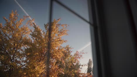 Moviendo-El-árbol-De-Otoño-Desde-Una-Ventana