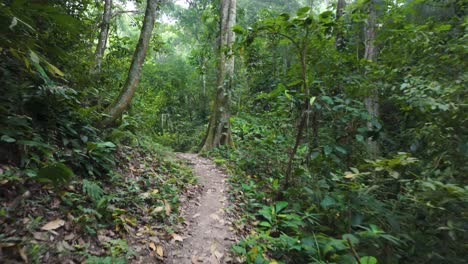 Tayrona-National-Park's-serene-jungle-trail-view,-Colombia