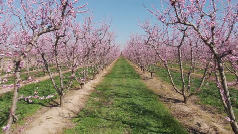 Aerial-drone-shot-of-camera-fly-through-symmetrical-pink-blossom-peach-tree-agricultural-farm-Pink-and-purple-trees-in-bloom-on-spring-day