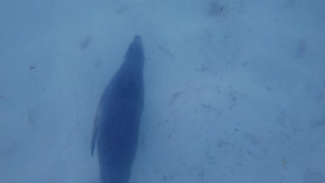 Slow-motion-Australia-sea-lion-swimming-on-ocean-floor