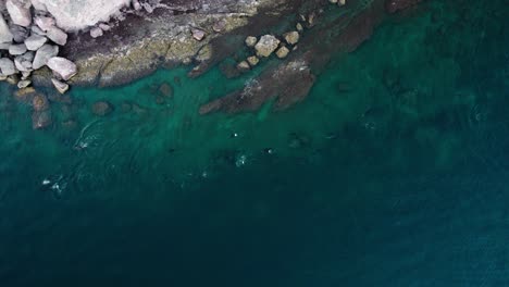 Manada-De-Delfines-Nadando-Cerca-De-La-Costa-De-Agua-Verde-En-Baja-California,-México