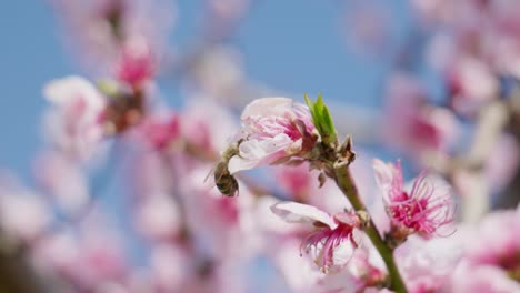 Close-up-shot-of-beautiful-bee-collecting-nectar-from-peach-tree-flowers-blossom-on-a-sunny-spring-day-against-blue-sky
