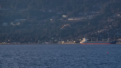 Gaviota-Volando-Sobre-El-Agua-En-Canadá