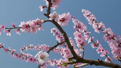 Rosa-Blüten-Pfirsichbaumzweig-Mit-Blauem-Himmel-Im-Hintergrund-Die-Blumen-Stehen-In-Voller-Blüte-Und-Der-Himmel-Ist-Klar-Und-Hell