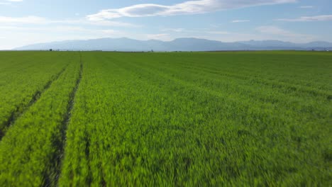 Toma-Aérea-De-Vibrantes-Campos-Verdes-Agrícolas-De-Cerca,-En-El-Campo-En-Un-Día-Soleado-De-Primavera