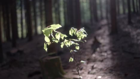 Closeup-shot-of-sunlight-falling-on-immature-plant-in-forest-with-blurred-background