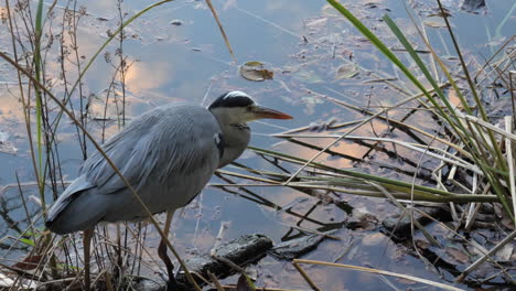 A-calm-heron-searches-for-food-in-the-pond-in-a-park-in-Tokyo,-Japan