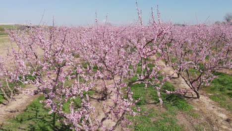 Aerial-view-over-symmetrical-pink-blossom-peach-tree-agricultural-farm-Pink-and-purple-trees-in-bloom-on-spring-day