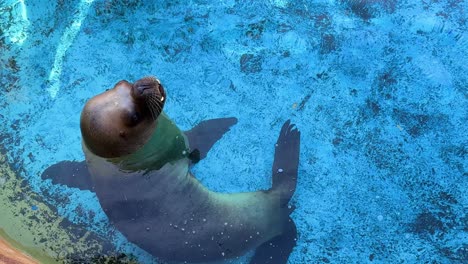 Walrus-morse-mammal-no-fangs-in-captivity-at-Selwo-aqua-world-in-Spain