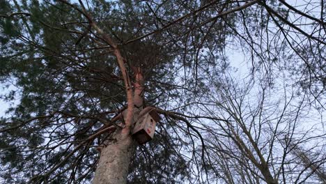 Shot-of-a-birdhouse-in-the-tree