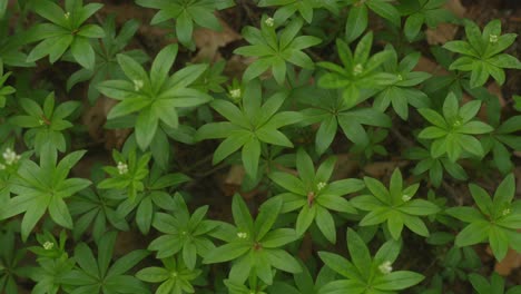 Closeup-shot-of-leaves-in-forest