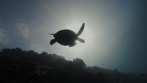 Sea-turtle,-hawksbill-or-green-turtle-shot-against-the-sun,-backlight,-turtles-swims-up-to-the-surface-to-breath