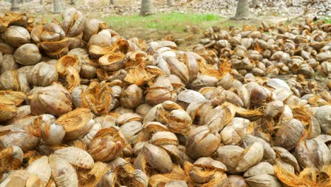 Nahaufnahme-Haufen-Getrockneter-Kokosnussschalen,-Kokosnuss-Außenschale,-Tamil-Nadu,-Indien